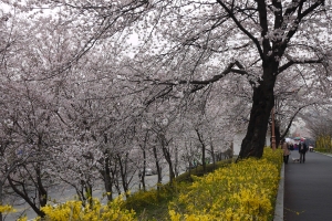 벚꽃 절정 서울 주말, 4년만에 마스크 벗고 즐기는 축제