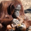 ‘모유 수유는 이렇게’ 사육사 시범에 성공한 오랑우탄 ‘초보 엄마’