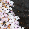 [포토多이슈] 벚꽃축제 시작과 동시에 ‘벚꽃엔딩’
