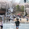 51년 만에 가장 더웠던 3월… 부산·대전 등 가장 빠른 벚꽃