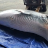 ‘바다서 건진 1500만원’...남해군 앞바다서 600㎏ 혼획 밍크고래 발견돼 위판