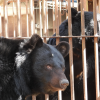 웅담 때문에 15년간 철창신세…곰숲에서 자유 찾은 사육곰들