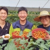 ‘남아도는 토마토, 전량폐기 위기’…쿠팡·롯데, 대량매입으로 농가 지원