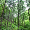 “집안이 편백숲이네”… 피톤치드로 자연의 향 만끽해 볼까