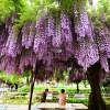 보랏빛 정원으로의 초대…등나무꽃 명소들