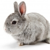 밀폐용기에 토끼 가둬 질식사…“학대 행위 아냐” 무죄 이유는