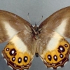 새로운 나비 두 屬 이름, ‘반지의 제왕’ 사우론에서 따붙여