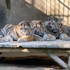 ‘멸종위기 1급’ 서울대공원 시베리아호랑이 폐사·나머지도 치료중