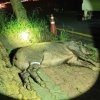 한밤 멧돼지 ‘조심’… 울산 남구 한 달여 만에 4마리 포획