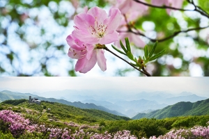 치마처럼 휘날리는 연분홍 꽃물결…소백산 국립공원 철쭉 산…