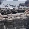 제주 서귀포서 사람 공격하는 무태상어 사체 발견