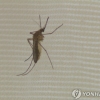 울산서 일본뇌염 매개 모기 올해 첫 발견