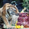“두 돌 축하해”… 고기 케이크 선물받은 호랑이