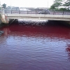 화학물질로 ‘붉은’ 바다…일본 “인체무해” 주장 [포착]