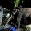 스리랑카에서 고초 코끼리 무투 라자, 22년 만에 태국 치앙마이 귀환