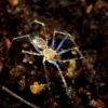 눈 없는 ‘신종 거미’ 발견…“평생 동굴에서만 살아”