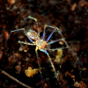 눈도 없는 신종 거미, 합천서 국내 첫 발견