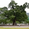 ‘천살’ 도계 긴잎느티나무에게 배운다