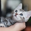 고양이 ‘고병원성 조류독감’ 확진…질병청 “인체 감염 드물어”