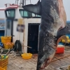 포항 앞바다 잇단 ‘식인상어’ 출몰… 지난 8일부터 최근 3차례 발견