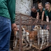 악명 높은 인도네시아 개·고양이 고기 시장 “거래 안한다”