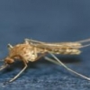 전국에 일본뇌염 경보 발령…부산 모기의 91.4%가 매개 모기