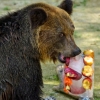 [포토] 불곰의 피서 ‘얼음 간식’