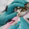 진료 중 폐사한 고양이… 고병원성 조류인플루엔자 확인