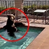“덥다, 더워!” 폭염에 넋 나간 곰…美 가정집 수영장 피신 (영상)
