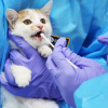 고양이 사료에서 고병원성 AI 검출… 검역당국 추적 조사