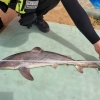 인천 하나개해수욕장에서 ‘흉상어’ 사체 발견