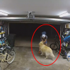 자전거 도둑에 애교 부리는 개…CCTV에 담긴 ‘황당 장면’(영상)