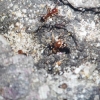 부산항에서 맹독성 해충 붉은불개미 50여 마리 발견