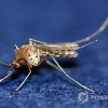대구서 일본뇌염 바이러스 모기 발견돼… “기피제 써야”