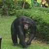 대구 달성공원 동물원서 침팬지 2마리 탈출… 마취총 등으로 포획