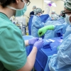 미국 뇌사자에 유전자 편집한 돼지 신장 이식했는데 32일째 정상 기능