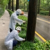 강남, 링거주사로 양재천 나무 살리기