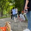 반려동물 생애주기별 맞춤교육…서울 반려동물 시민학교