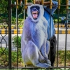 나 무섭지? 인도 G20 정상회의 걸림돌은 원숭이떼, 퇴치 묘안 백출