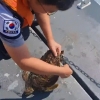 “휴~ 천만다행이네”… 멸종위기 매부리바다거북 그물에 걸려 구조