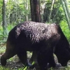 젖소 66마리 습격한 日악마곰 비참한 최후…숯불구이 변신