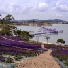 신안 퍼플섬, 아스타 국화꽃 축제 열려
