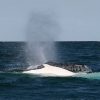 호주 시드니 근처 바다에서 고래와 낚싯배 충돌 1명 사망 1명 부상
