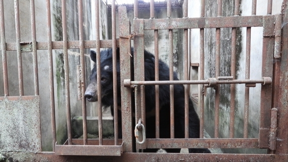 곰 사육 ‘불가’, 비둘기에 먹이 주면 ‘과태료’