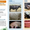 평택 젖소 농장서도 ‘럼피스킨병’ 확진…국내 두 번째 발생