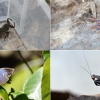람사르 습지 제주 선흘곶자왈에서 멸종위기·희귀곤충 4종 발견