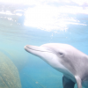 남방큰돌고래 ‘생태법인’ 된다… 제돌이 상처 나면 후견인이 소송