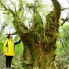 272세 최고령 제주 봉개동 왕벚나무, 국가산림문화자산 지정