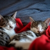 이별한 커플의 ‘고양이 소유권 전쟁’… 법원의 판단은 [법정 에스코트]