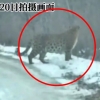 중국서 백두산 호랑이가 야생 동북표범 물어 죽여…“왕은 하나”